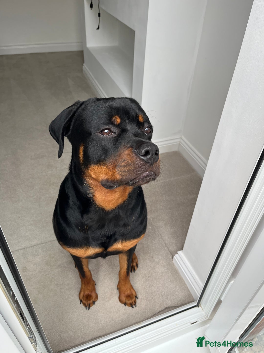 Rottweiler dogs for sale: Male Rottweiler For Sale  - Advert 4