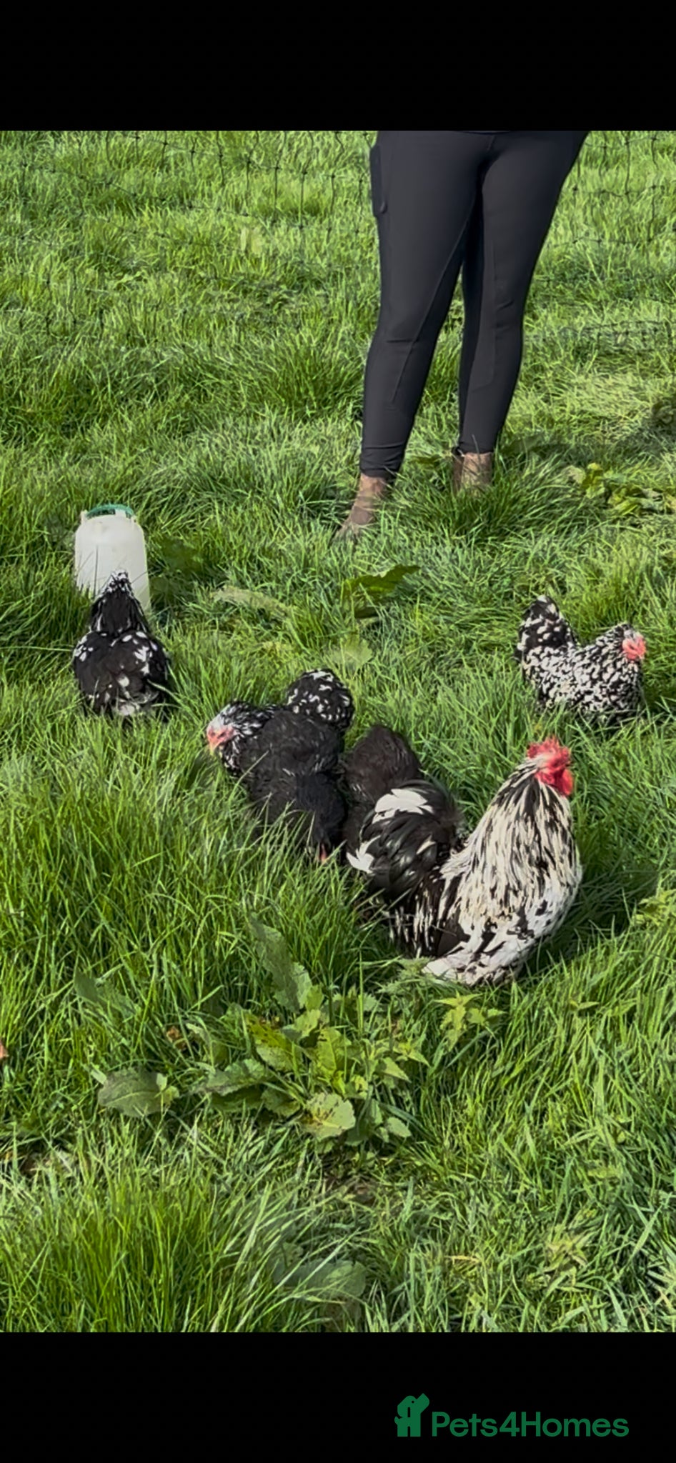 Chickens poultry PEKIN BLACK MOTTLED TRIO - Advert 1