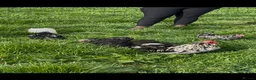 Chickens poultry for sale: PEKIN BLACK MOTTLED TRIO - Advert 1