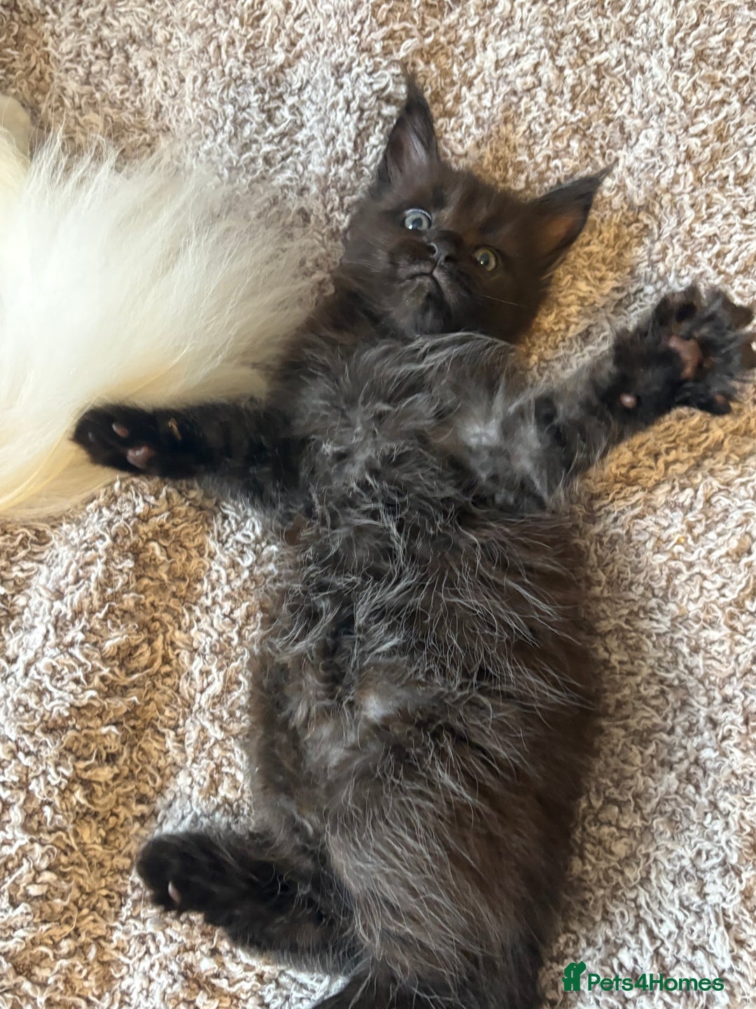 Maine Coon cats for sale: Purebred GCCF Maine Coon kittens - Image 4