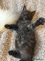 Maine Coon cats - Advert 3