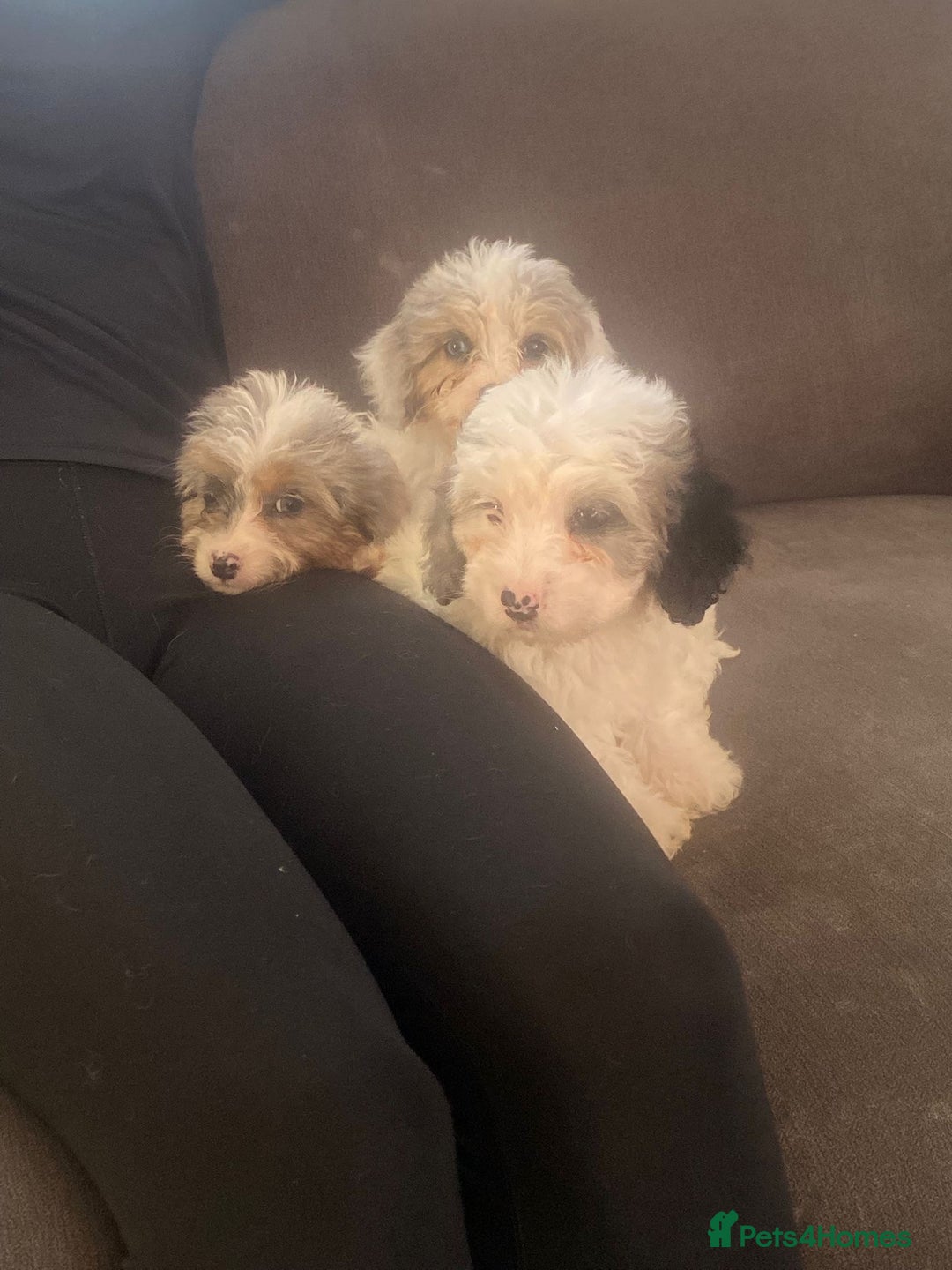 Cockapoo dogs for sale: 5 beautiful cockapoos - Image 5