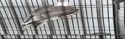 Cockatiels birds for sale: Female cockatiel  - Advert 3