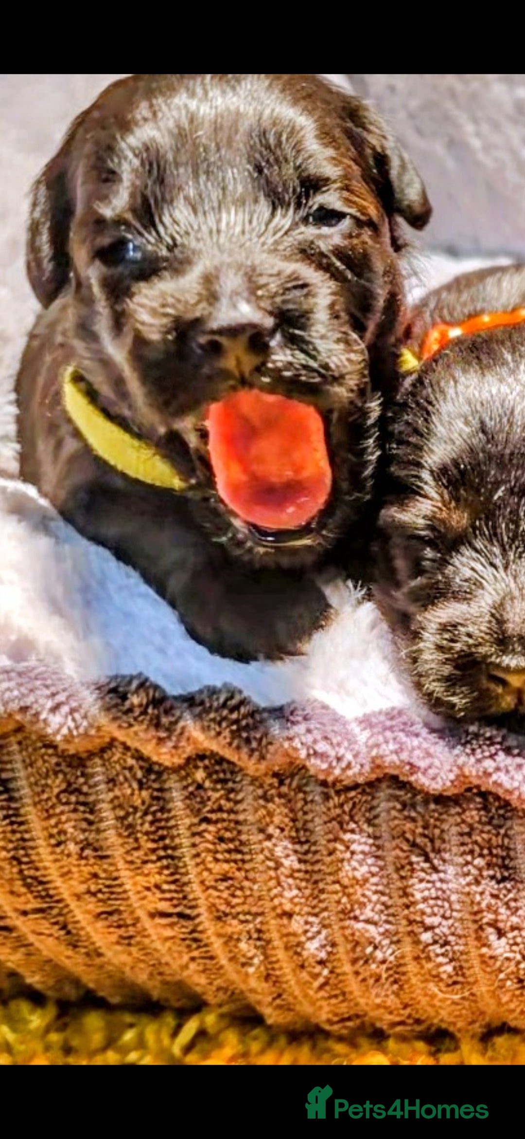 Yorkiepoo dogs for sale: GENUINE F1 YORKIEPOO PUPPIES  - Advert 21