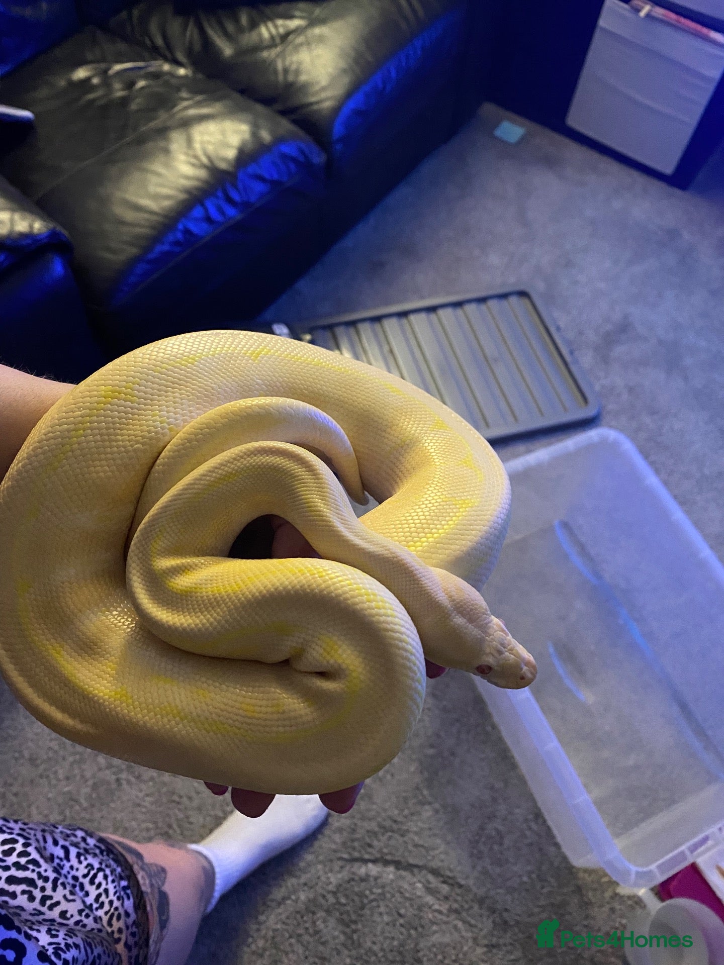 Python Snake reptiles Ball pythons  - Advert 1