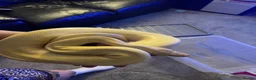 Python Snake reptiles for sale: Ball pythons  - Advert 1