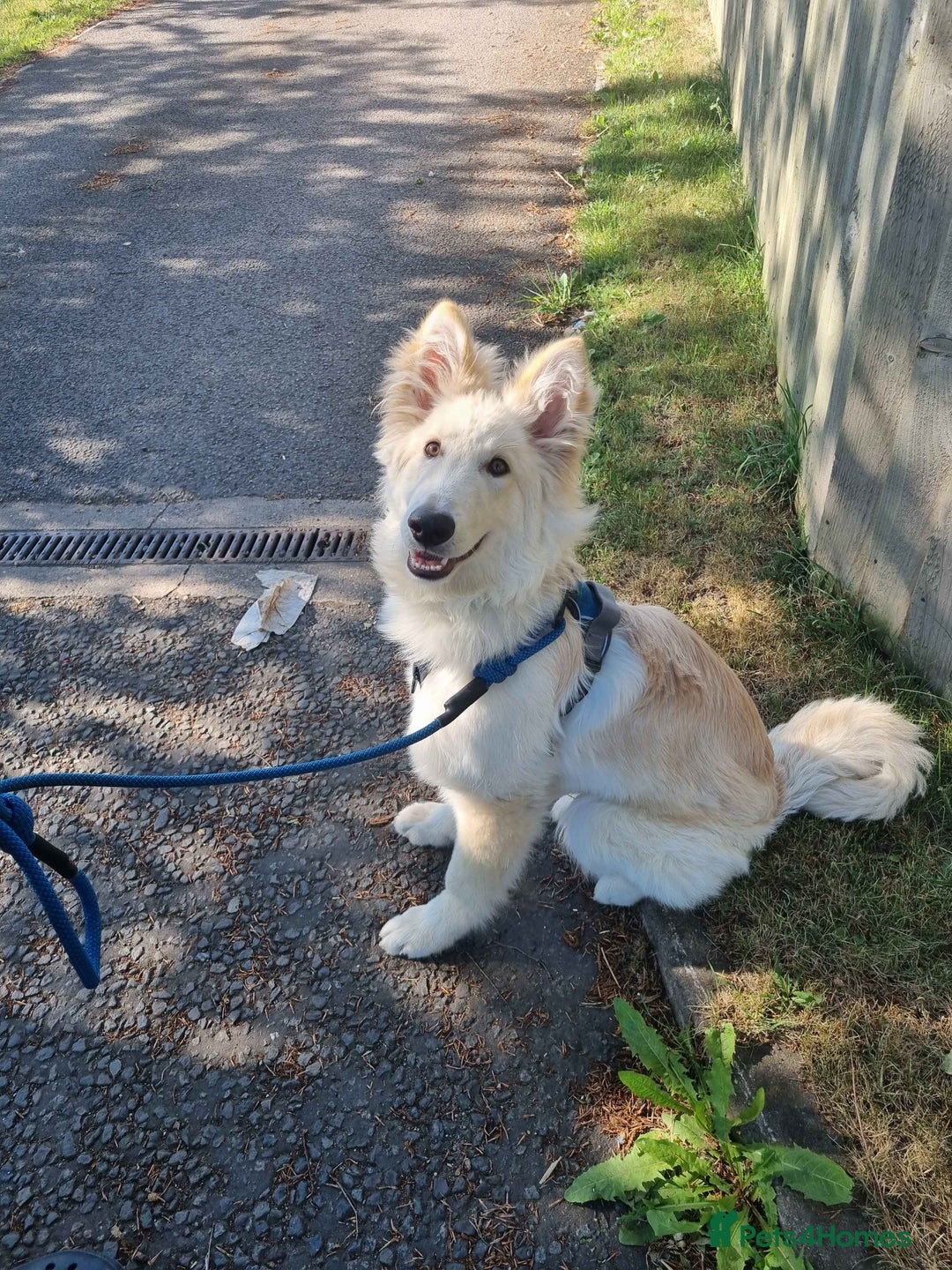 German Shepherd dogs for sale: 9 month white German shepherd  - Image 4