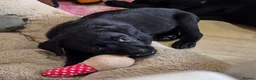 Labrador Retriever dogs for sale: 2 BEAUTIFUL BLACK BOY KC LABRADORS READY TO LEAVE - Advert 12
