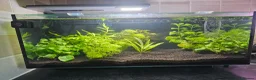 Pufferfish fish for sale: 6 pea puffers with aquarium  - Advert 4