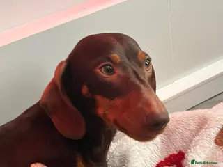 Dachshund dogs Miniature dachshund - Advert 3