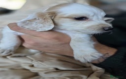 Cocker Spaniel dogs for sale: Rare colour puppies 🐶  - Image 5