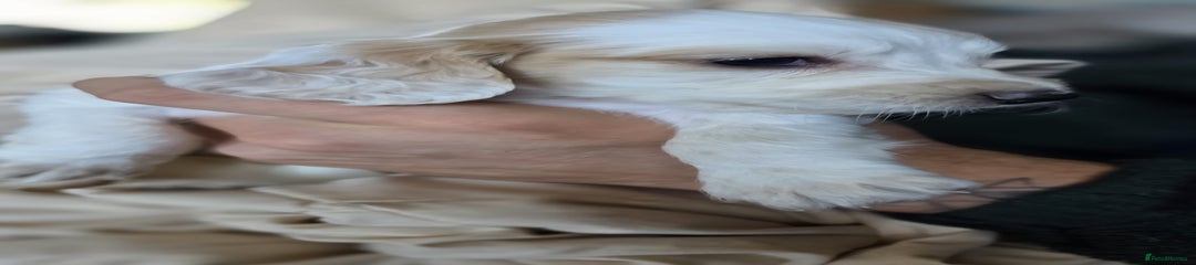 Cocker Spaniel Puppy 5