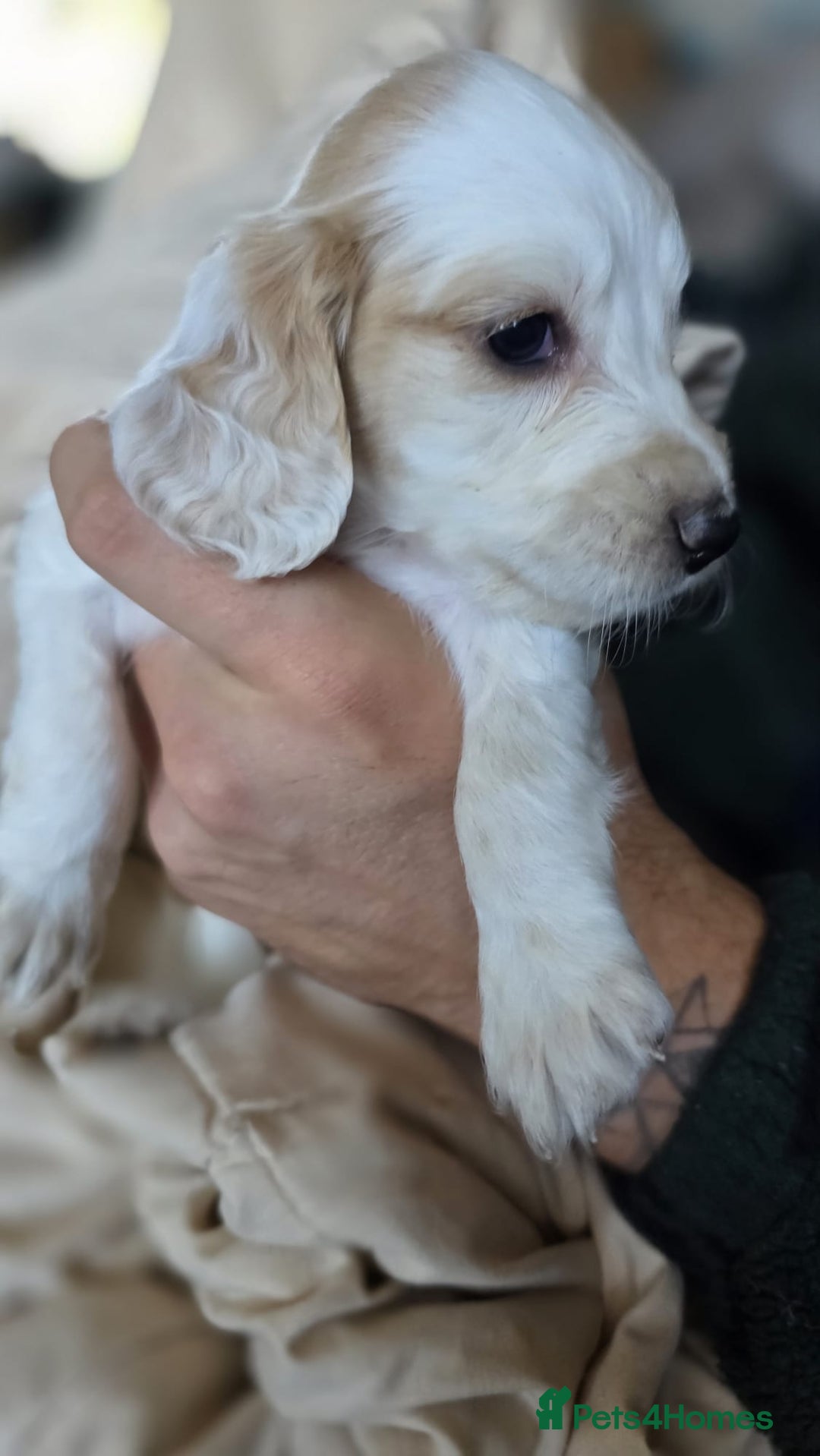Cocker Spaniel dogs for sale: Rare colour puppies 🐶  - Image 5
