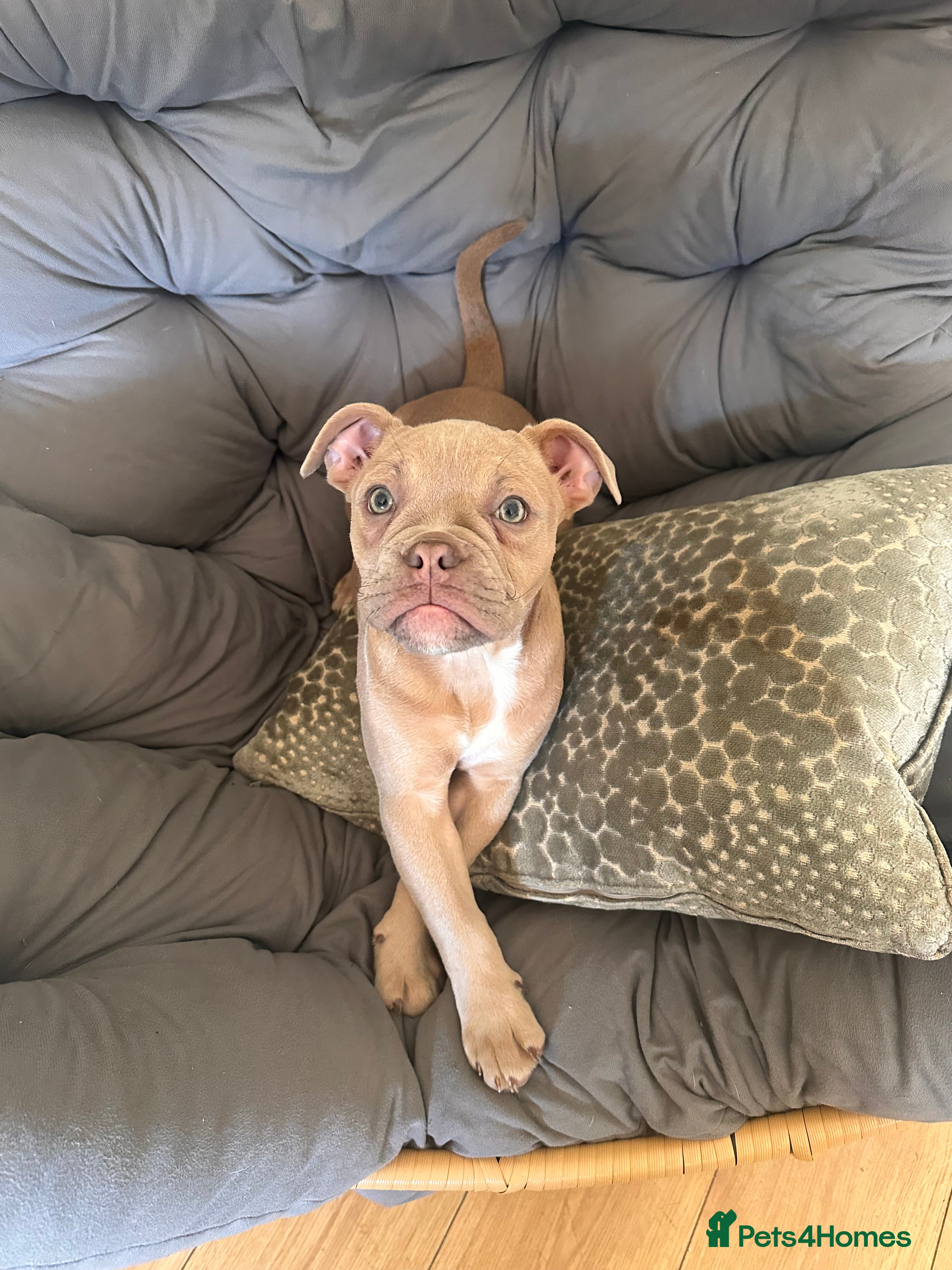 Old Tyme Bulldog dogs ⭐️⭐️Puppies 🐶 Reduced⭐️⭐️ Old English bulldogs  - Advert 17