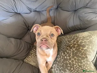 Old Tyme Bulldog dogs ⭐️⭐️Puppies 🐶 Reduced⭐️⭐️ Old English bulldogs - Advert 3