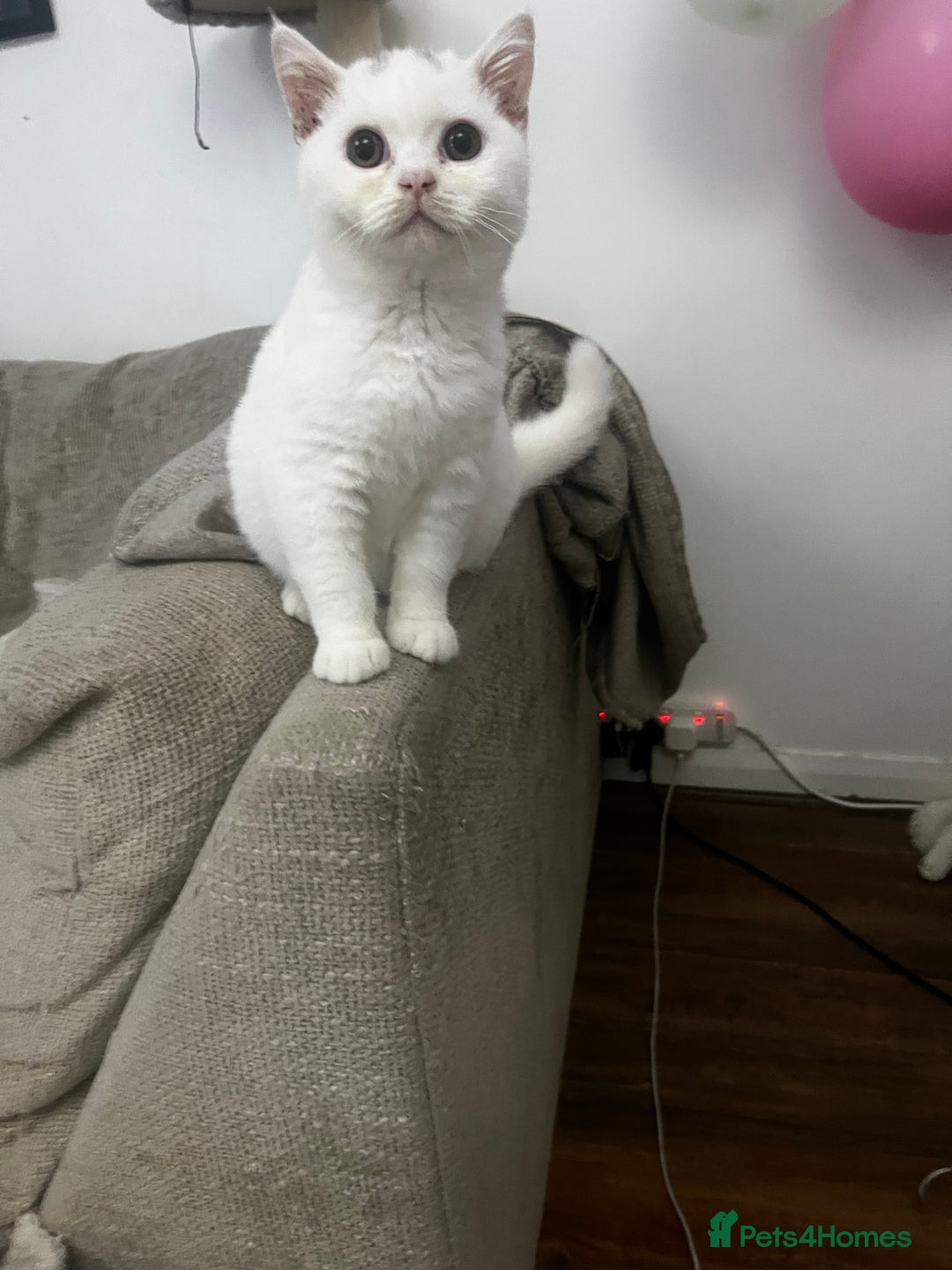 British Shorthair cats for sale: Last 2 stunning kittens BSH ready now - Advert 5