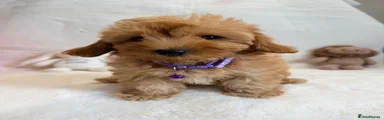 Purple girl 