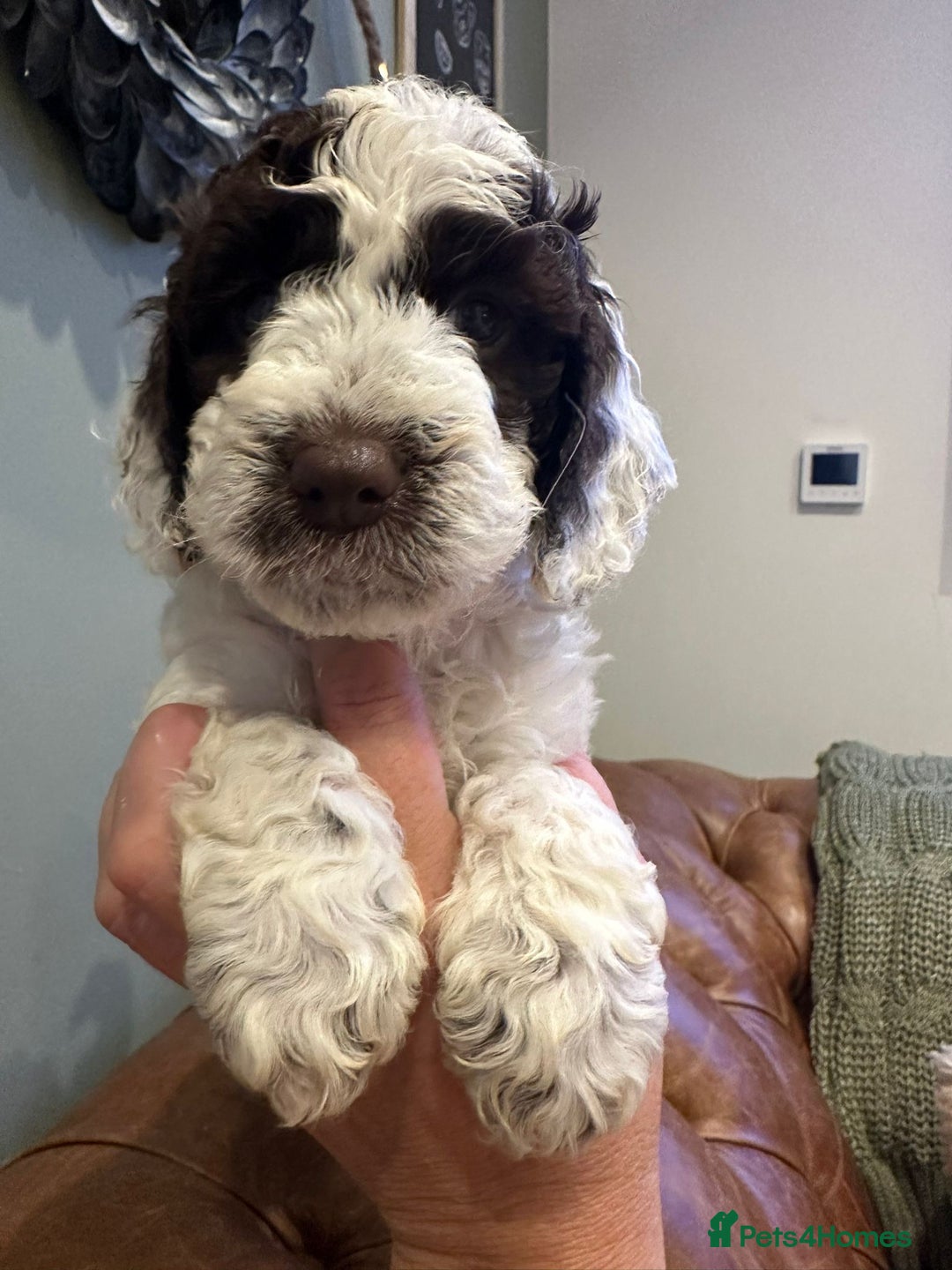 Cockapoo dogs for sale: Amazing fully health tested cockapoos - Image 5