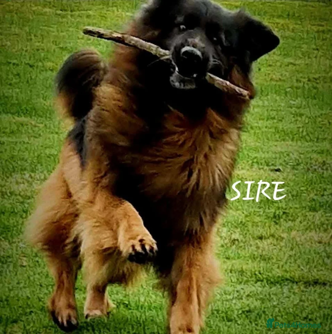 German Shepherd dogs for sale: KC registered DM clear German shepherds  - Advert 24