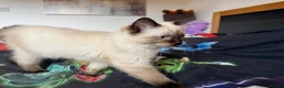 Ragdoll cats for sale: Ragdoll Kittens for Sale - Advert 14