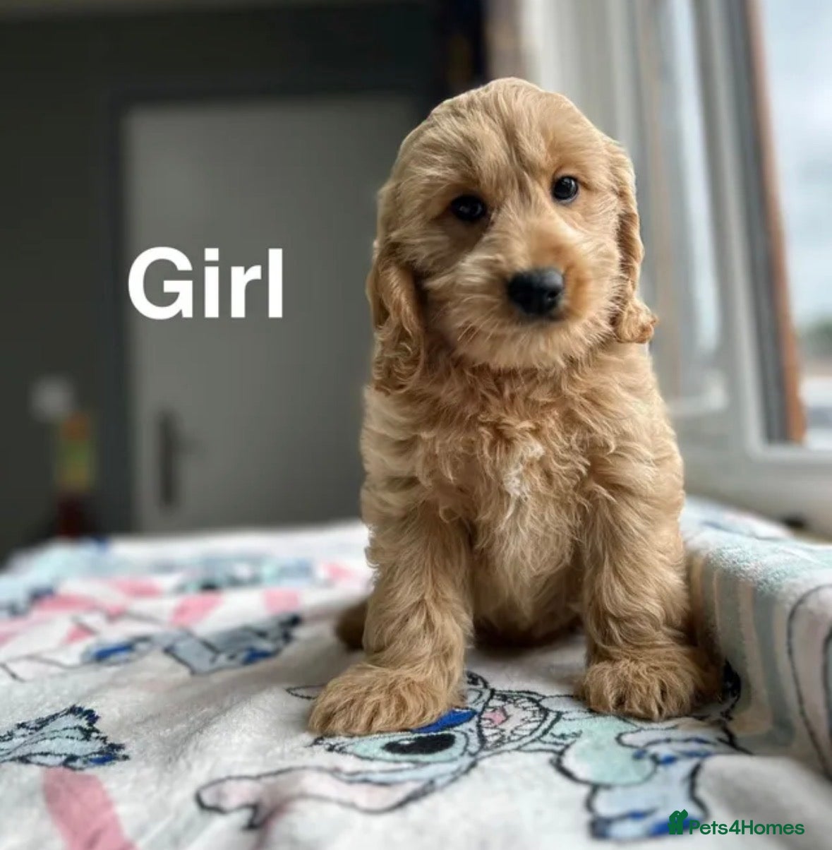 Cockapoo dogs Stunning f1 cockapoo girls ready now  - Advert 3