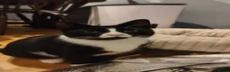Mixed Breed cats for sale: Tuxedo kitten - Advert 3
