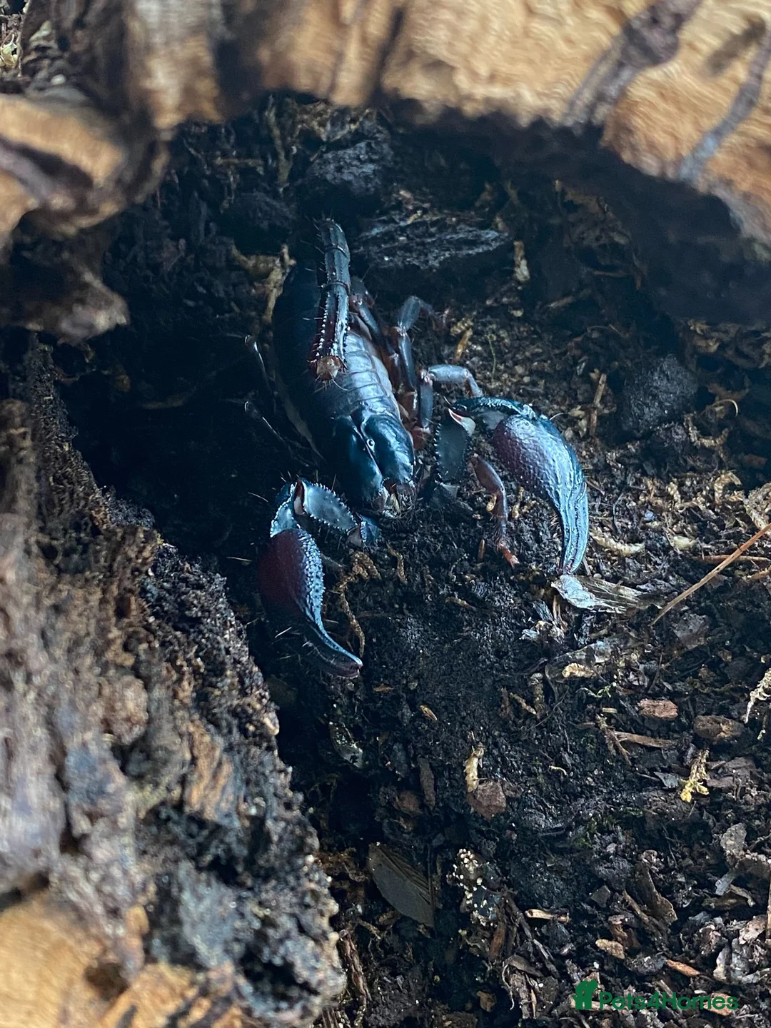 Scorpions invertebrates for sale: Various scorpions, spiders, tarantulas - Advert 6