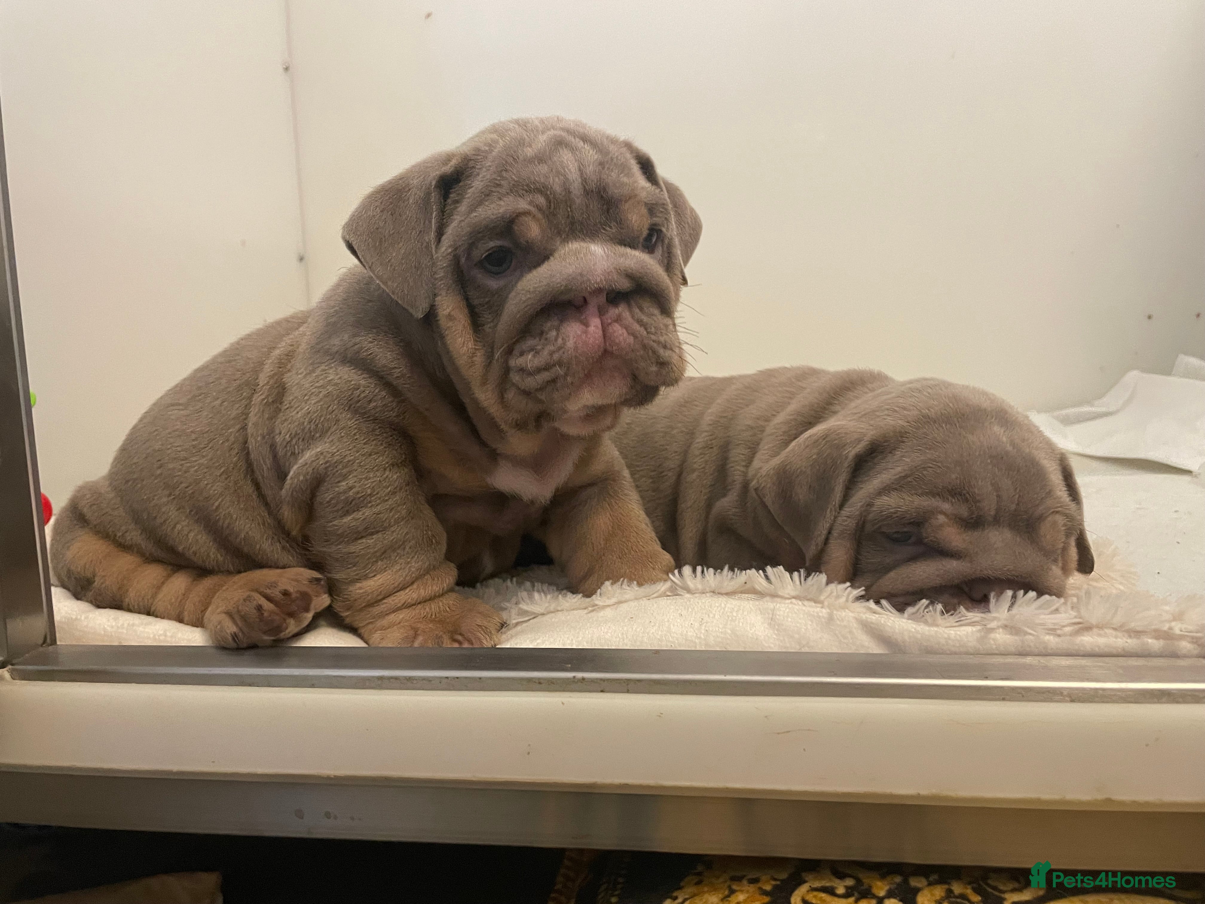 English Bulldog dogs Quality English bulldogs  - Advert 1