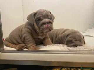 English Bulldog dogs Quality English bulldogs - Advert 10