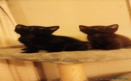 British Shorthair cats for sale: Rare Chocolate & Black Kittens – Ready Now 🐾 - Image 19
