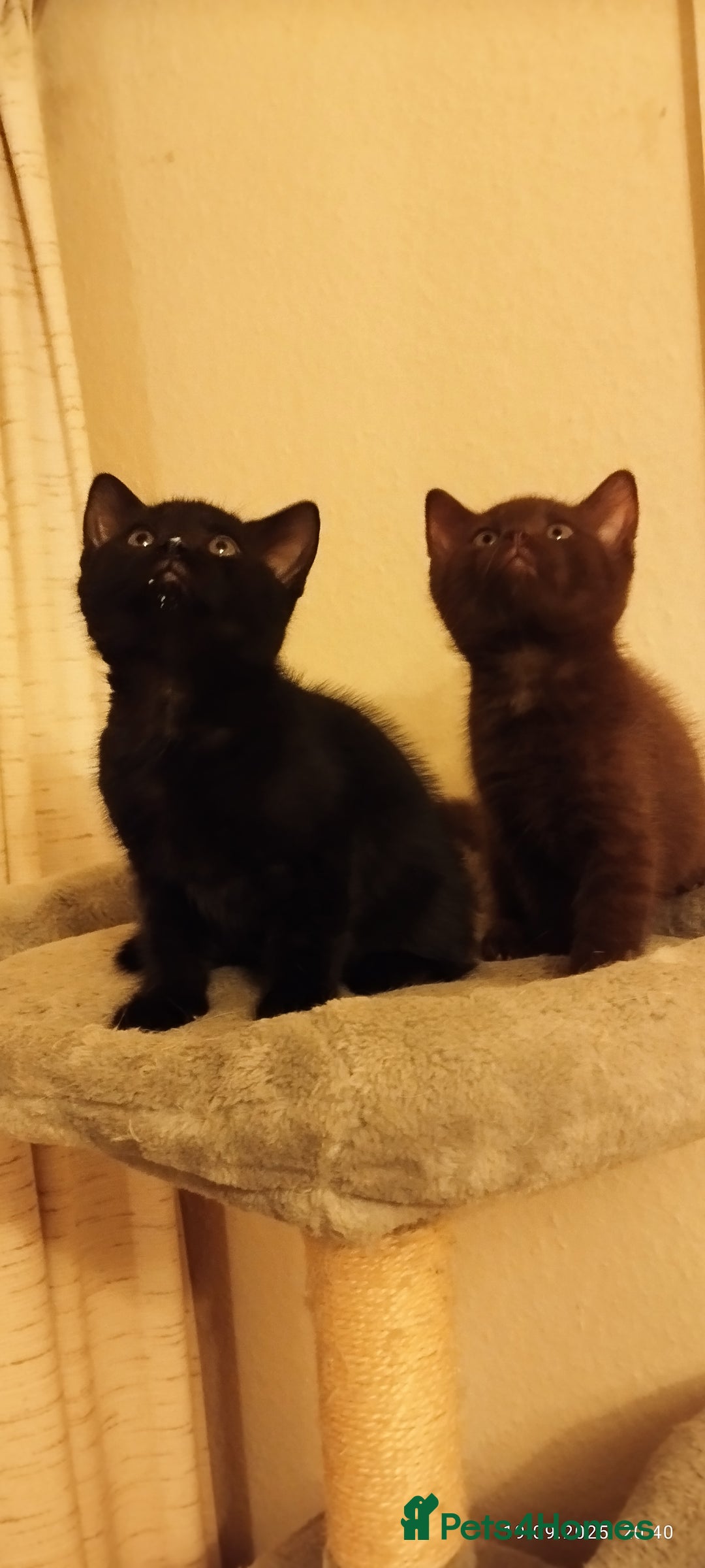British Shorthair cats for sale: Rare Chocolate & Black Kittens – Ready Now 🐾 - Image 19
