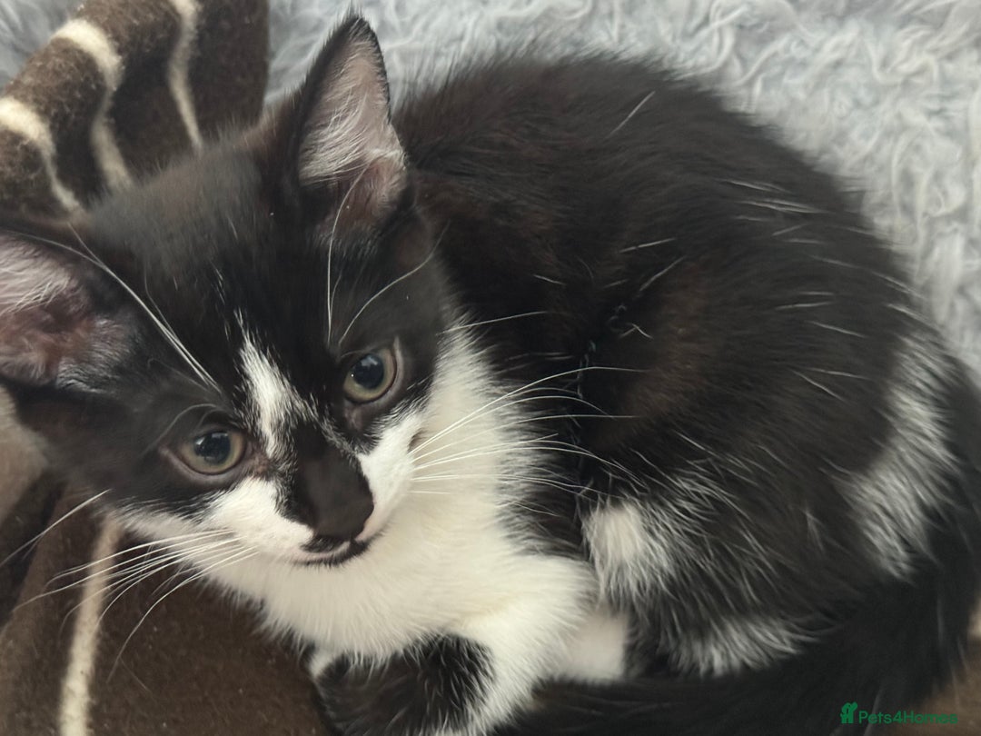 Mixed Breed cats for sale: 4 Kittens for sale (read the description) - Image 6