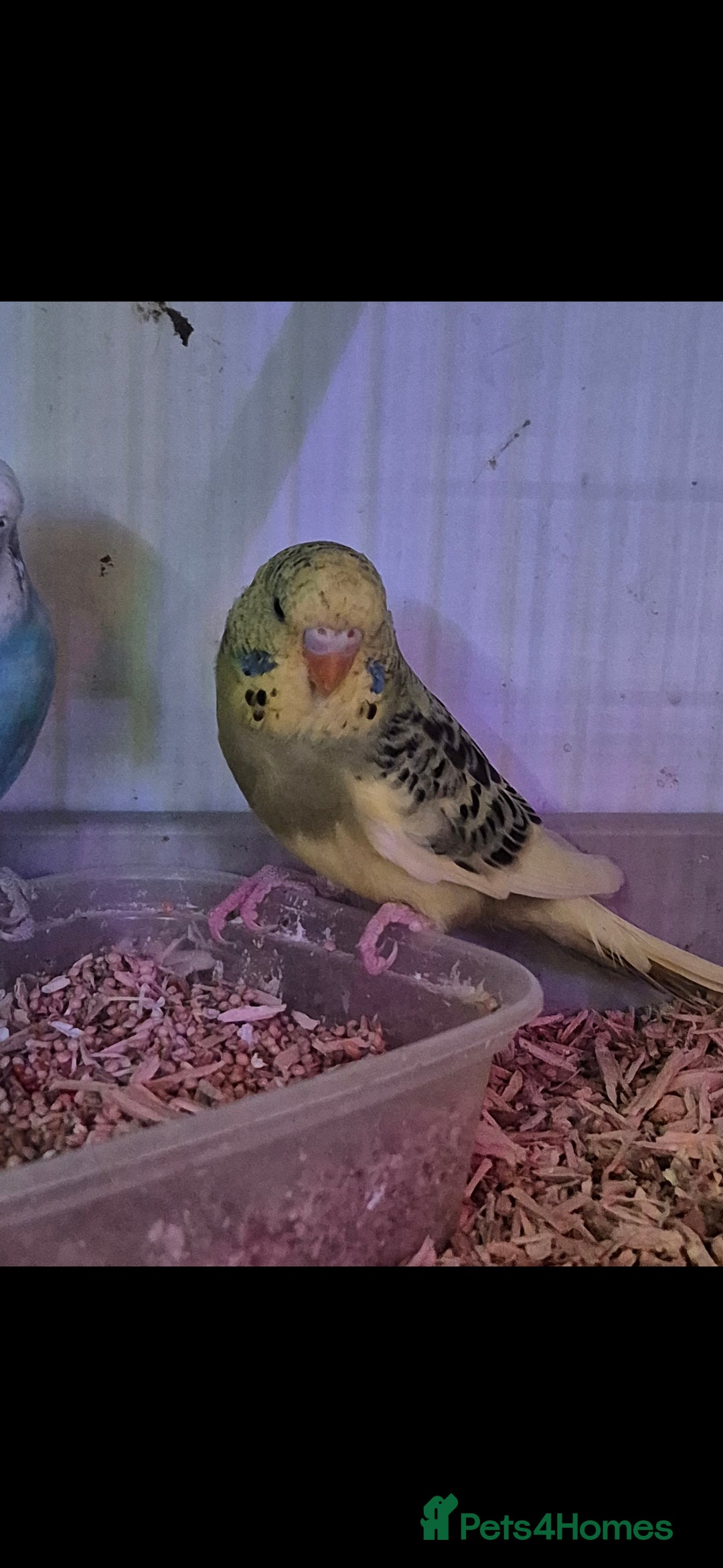 Budgerigars birds for sale: Baby Budgies £25, Male/Female £20/25Cockatiels £80 - Advert 3