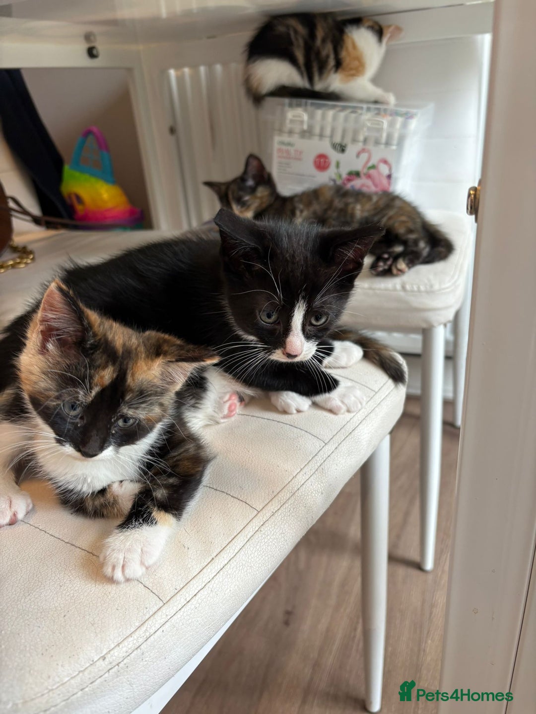 Mixed Breed cats for sale: Beautiful mixed colour kitten - Image 16