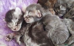 Maine Coon cats for sale: Fully health tested and Tica registered  in Great Missenden - Image 14