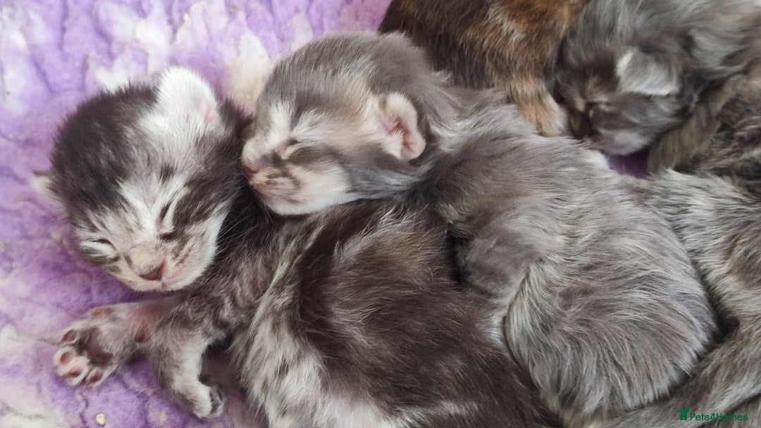 Maine Coon cats for sale: Fully health tested and Tica registered  in Great Missenden - Image 14