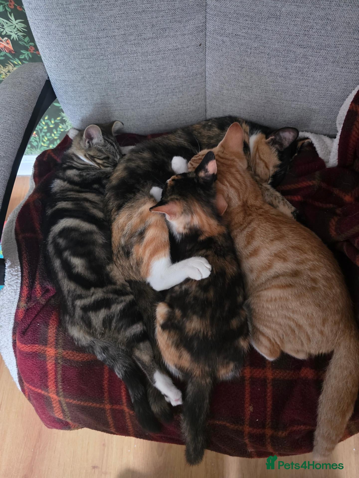 Mixed Breed cats 2 kittens for sale - Advert 17