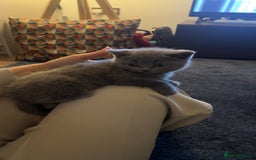 British Shorthair cats for sale: Blue British Shorthair Male - Image 4