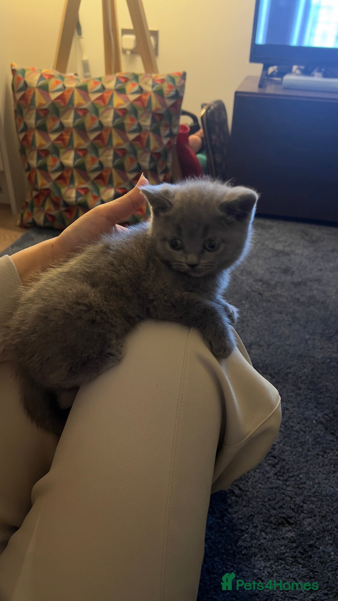 British Shorthair cats for sale: Blue British Shorthair Male - Image 4