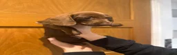 Miniature Dachshund dogs for sale: miniature Dachshund ready in 1 week…  - Advert 9