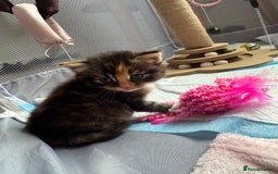 Mixed Breed cats for sale: Main coon mix kittens - Image 16