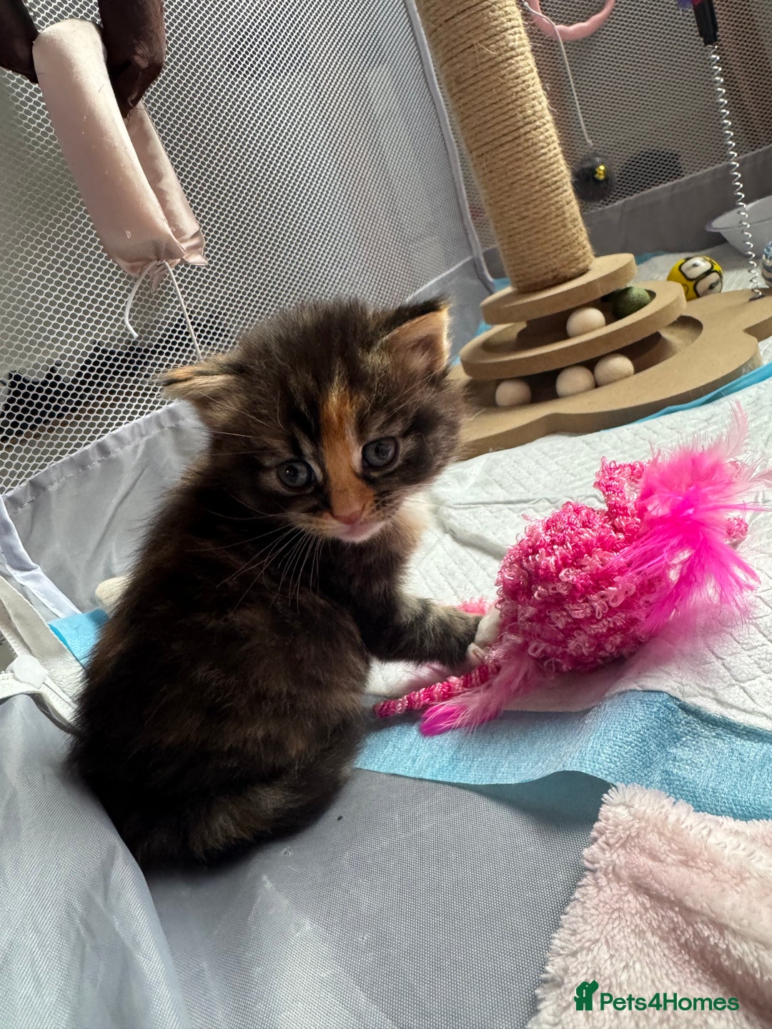 Mixed Breed cats for sale: Main coon mix kittens - Image 16
