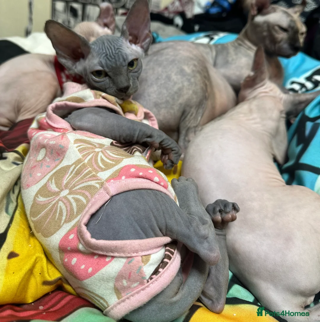 Sphynx cats for sale: LOVING SPHYNX KITTENS READY TO GO🤍 - Advert 25