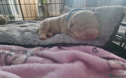 Shar Pei dogs for sale: Male Shar peis - Image 28