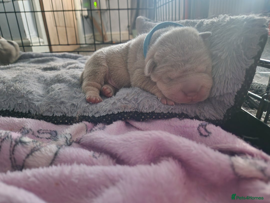 Shar Pei dogs for sale: Male Shar peis - Image 28