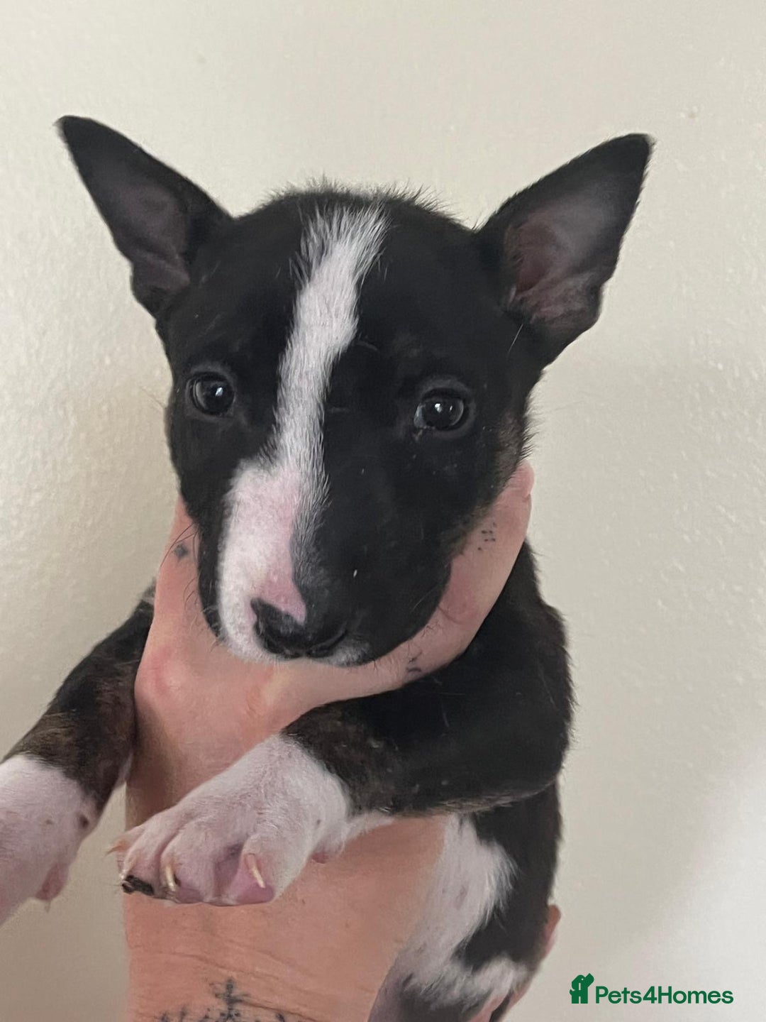 English Bull Terrier dogs for sale: Champion line bull terriers  - Image 18