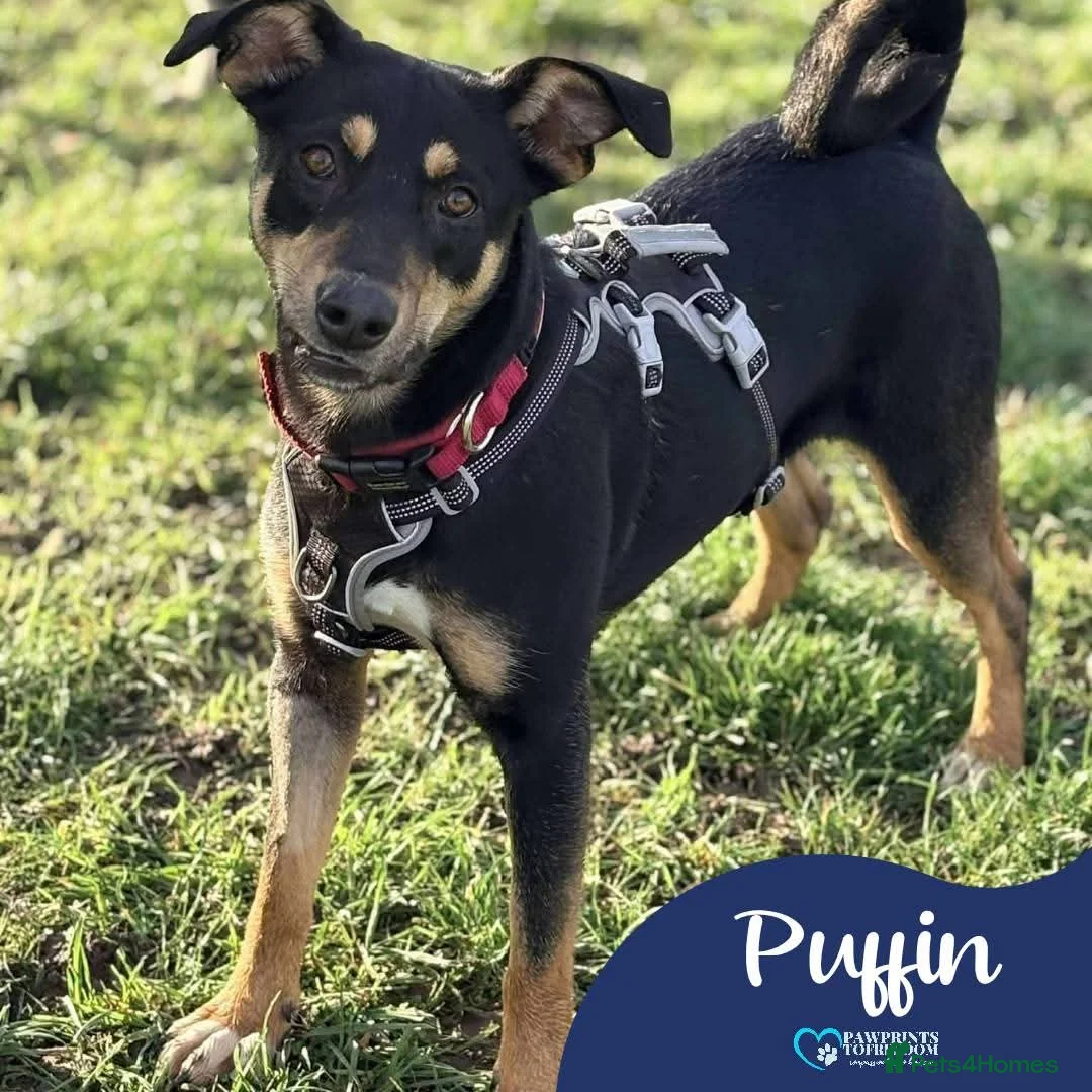 Mixed Breed dogs for adoption: Meet Puffin currently residing in Essex - Advert 1