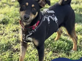 Mixed Breed dogs Meet Puffin currently residing in Essex - Advert 1