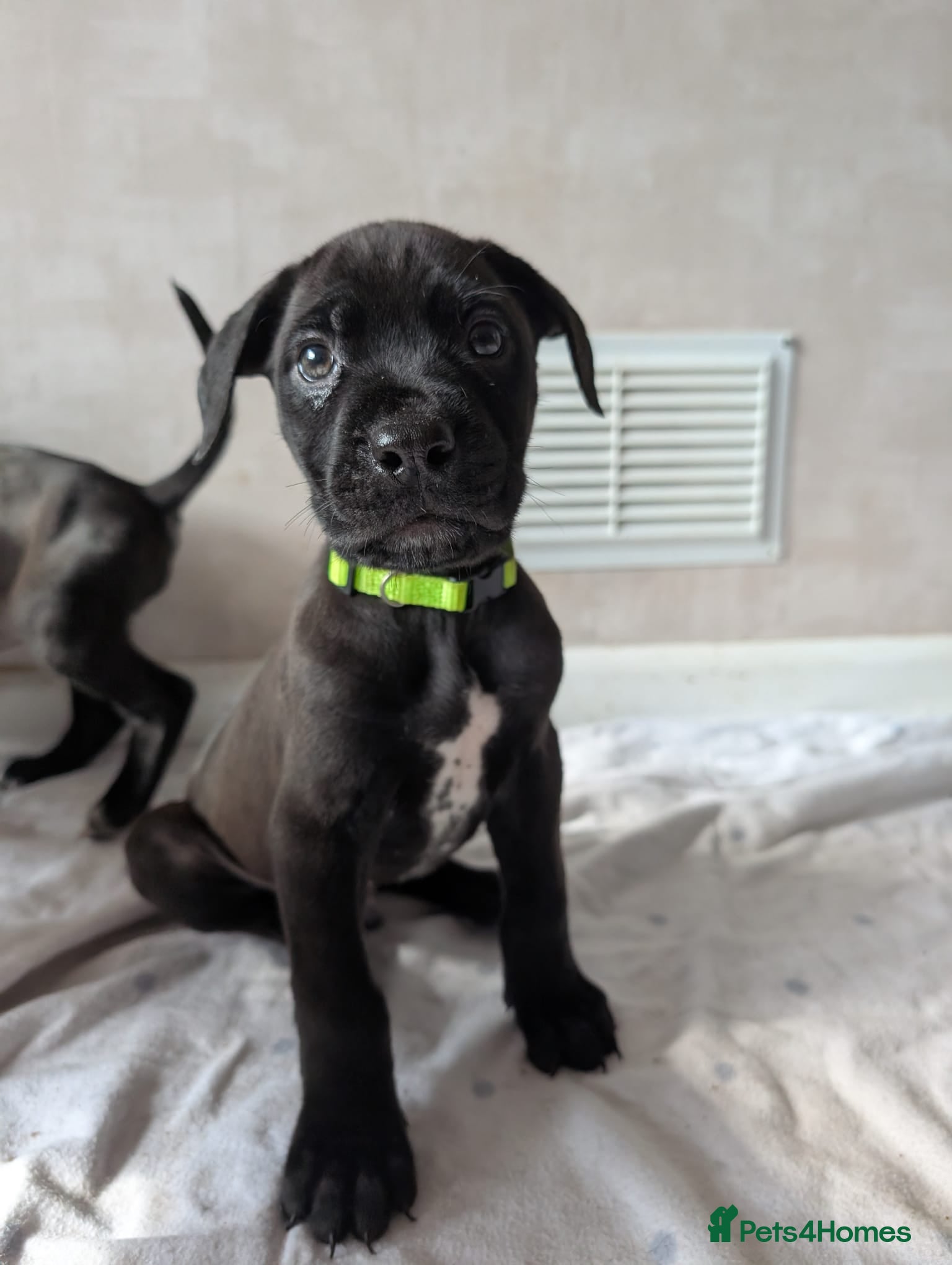 Mixed Breed dogs Douge de Bordeaux mix puppies( black boys £500) - Advert 9