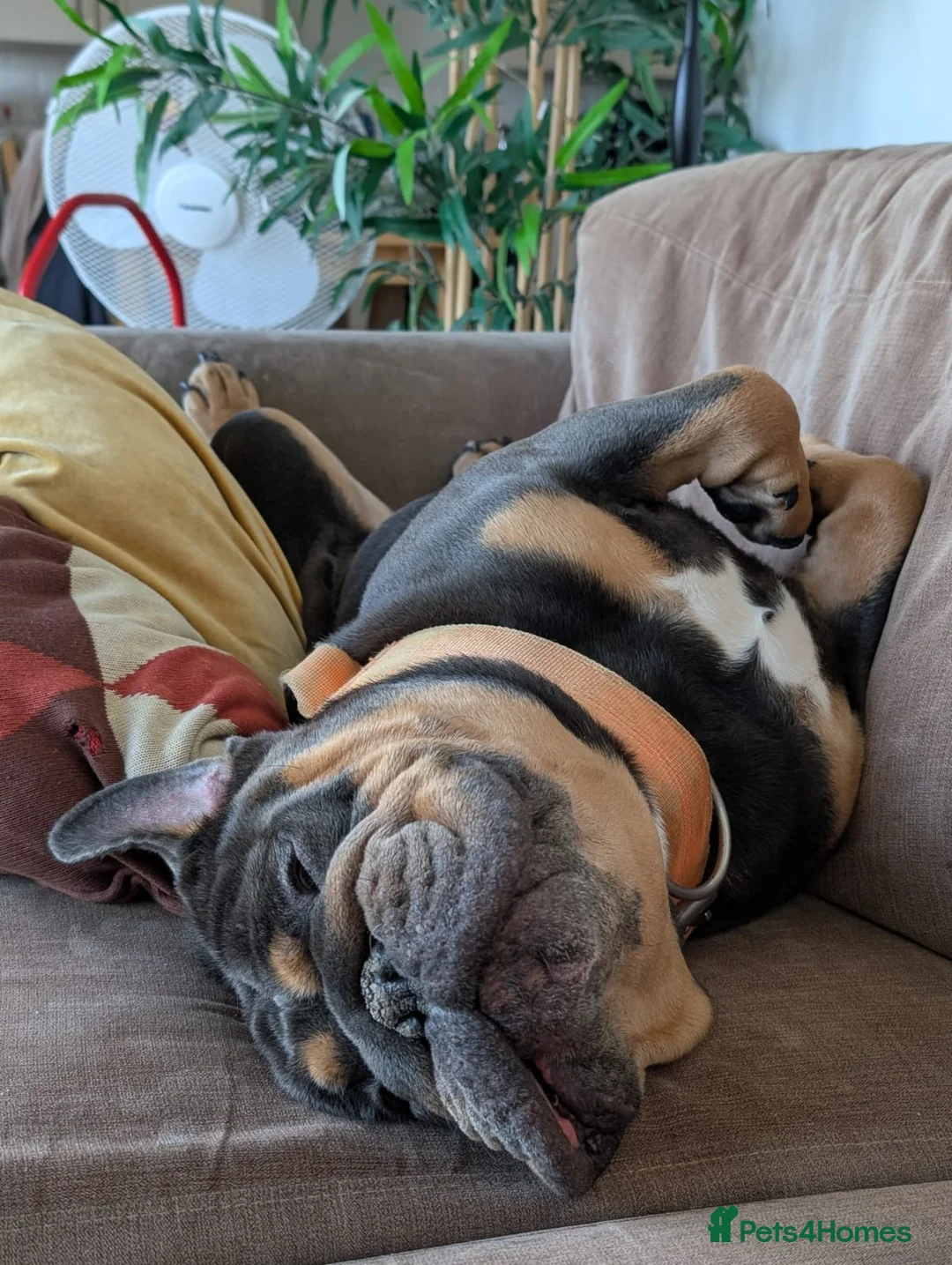 English Bulldog dogs for stud: Dave the rave for stud  - Advert 2